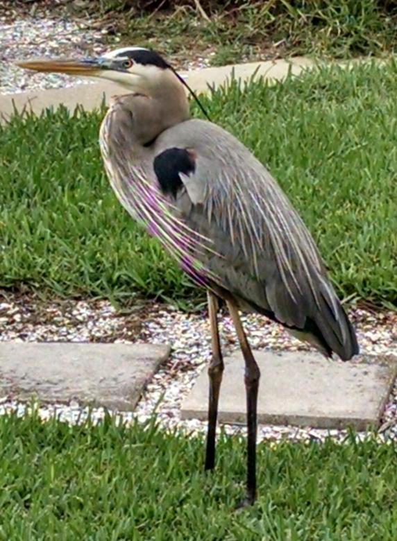 Bird